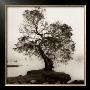 Coast Oak Tree by Alan Blaustein Limited Edition Pricing Art Print