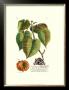 Royal Botanical I by Georg Dionysius Ehret Limited Edition Print