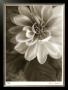 Twilight Dahlia by Donna Geissler Limited Edition Pricing Art Print