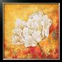 Peony Dawn I by Sophia Sanchez Limited Edition Print