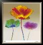 Poppy Chromatic by Robert Mertens Limited Edition Print