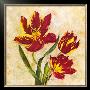 Parrott Tulips Red by Pat Monroe Harper Limited Edition Print