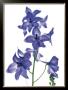 Delphinium by Caroline Purday Limited Edition Pricing Art Print