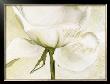 White Roses Ii by Heidi Gerstner Limited Edition Pricing Art Print