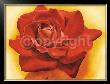 Red Satin Rose by Annemarie Peter-Jaumann Limited Edition Pricing Art Print