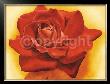 Red Satin Rose by Annemarie Peter-Jaumann Limited Edition Print