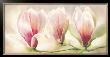 Magnolia Soulangiana by Annemarie Peter-Jaumann Limited Edition Pricing Art Print