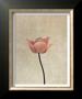 Pink Tulip by Helen Buttfield Limited Edition Pricing Art Print