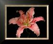 Dream Lilies Iii by Renee Stramel Limited Edition Print