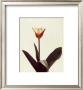 Tulip V by Helen Buttfield Limited Edition Pricing Art Print