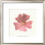 Petales Roses I by Tasmin Phoeni Limited Edition Pricing Art Print