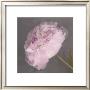 Fleur by Erin Clark Limited Edition Print