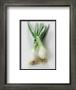 Spring Onion by Sara Deluca Limited Edition Print