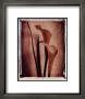 Calla Lily Study I by Dick & Diane Stefanich Limited Edition Pricing Art Print