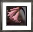 Pink Flower by Charles Gullung Limited Edition Pricing Art Print