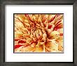 Graphic Dahlia Iii by Rachel Perry Limited Edition Print