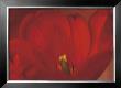 Red Flower by Prades Fabregat Limited Edition Print