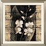 Orchids In Bloom I by John Seba Limited Edition Print