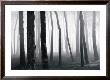 Trees In Fog, San Francisco Presidio by Chris Honeysett Limited Edition Pricing Art Print