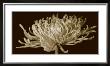 Mammoth Mums Ii by Renee Stramel Limited Edition Print