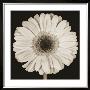 Daisy by Prades Fabregat Limited Edition Pricing Art Print