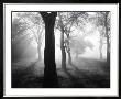 Baume Im Nebel I by Tom Weber Limited Edition Print