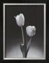 Tulips by Dick & Diane Stefanich Limited Edition Print