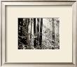 Misty Forest by Dennis Frates Limited Edition Print