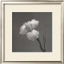 Iris Ii by Tom Artin Limited Edition Pricing Art Print