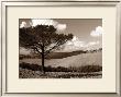 Tuscan Tree by Ilona Wellmann Limited Edition Pricing Art Print