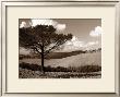 Tuscan Tree by Ilona Wellmann Limited Edition Print