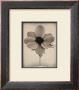 Sepia Anemone by Deborah Schenck Limited Edition Print