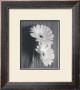 Fresh Cut Gerbera Daisy I by Deborah Van Swearingen Limited Edition Print