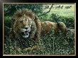 Serengeti Lion by Jeremy Paul Limited Edition Print