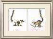 Lemurs by Jean-Baptiste Audebert Limited Edition Print