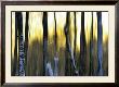 The Forest At Dawn by Marvin Pelkey Limited Edition Print