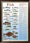 A Seafood Lover's Guide To Sustainable Fish Choices by Brenda Gillespie Limited Edition Print