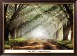Evergreen Plantation by Mike Jones Limited Edition Print