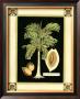 Paradise Palm V by Deborah Bookman Limited Edition Print