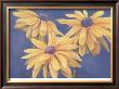 Rudbeckias by M. De Flaviis Limited Edition Pricing Art Print