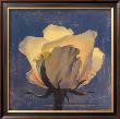 Glowing White Rose by Curtis Parker Limited Edition Print