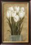 White Tulips by Cuca Garcia Limited Edition Pricing Art Print