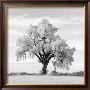 Oak Tree by Jean Miele Limited Edition Pricing Art Print