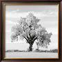 Oak Tree by Jean Miele Limited Edition Print