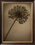 Allium I by Heather Jacks Limited Edition Pricing Art Print