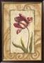 Classic Tulip Ii by Jillian Jeffrey Limited Edition Pricing Art Print