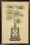 Palm Tree I by Iksel Limited Edition Print