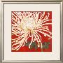 Spider Mum Ii by Judy Shelby Limited Edition Print