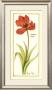 Tulip Gesture Ii by Jennifer Goldberger Limited Edition Pricing Art Print