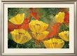 Yellow Pops I by Angellini Limited Edition Print